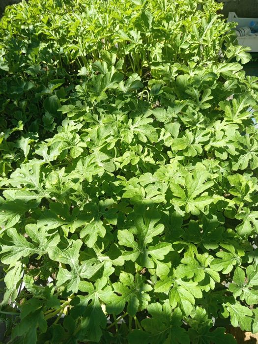 Продавам разсад дини кримсон суит.