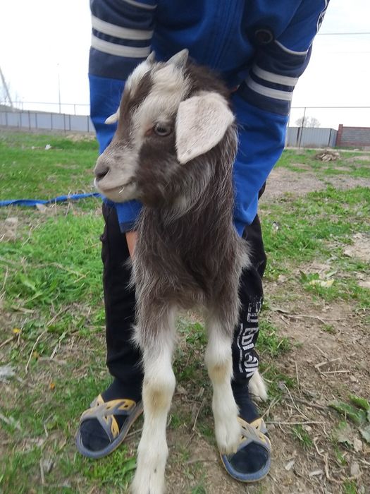 Лақтар 10мың нан сатылады