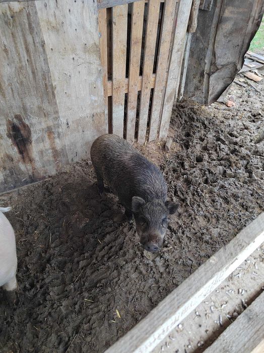 Продавам Виетнамско прасе.