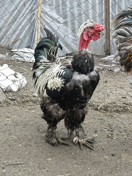 Cocosi australop si brahman