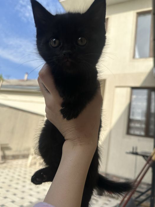 Отдаю милых котят бесплатно в добрые руки