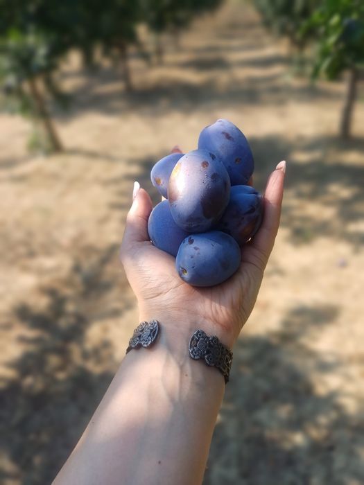 Prune de vanzare STANLEY