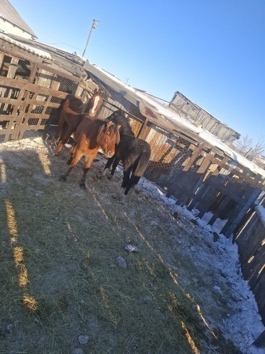 Продам лошадей 500