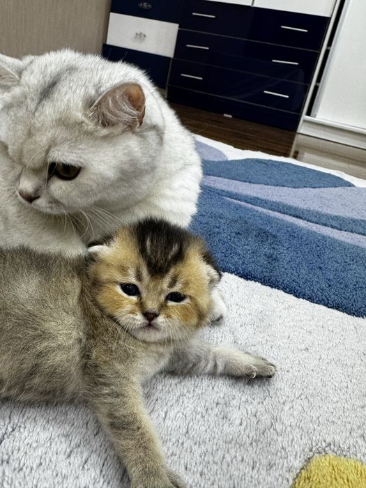 Котенок шиншила