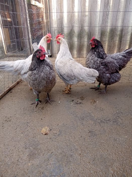 Găini, italiene perlate și Austrolop albastru.