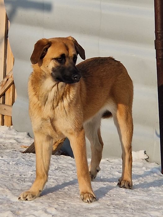 Щенки в поиске дома