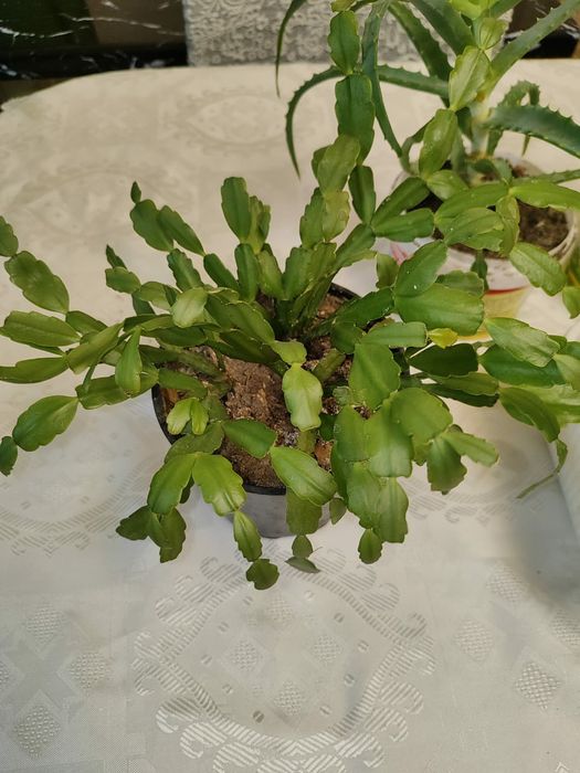 Декабрист цветок