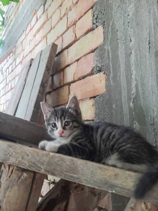 Siamskiy mushu 3 ta bolasi bn