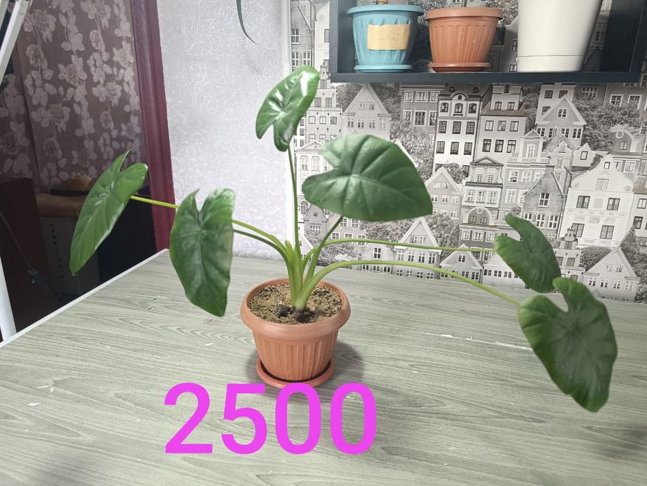 Подам недорого цветы