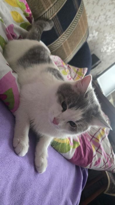 Отдаём кота в добрые руки