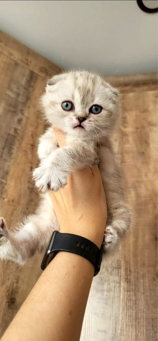 Великолепные малыши скоттиш фолд