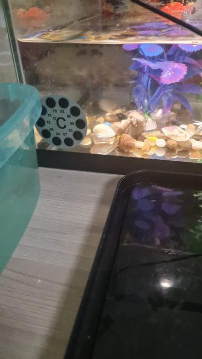 Красноухие черепахи