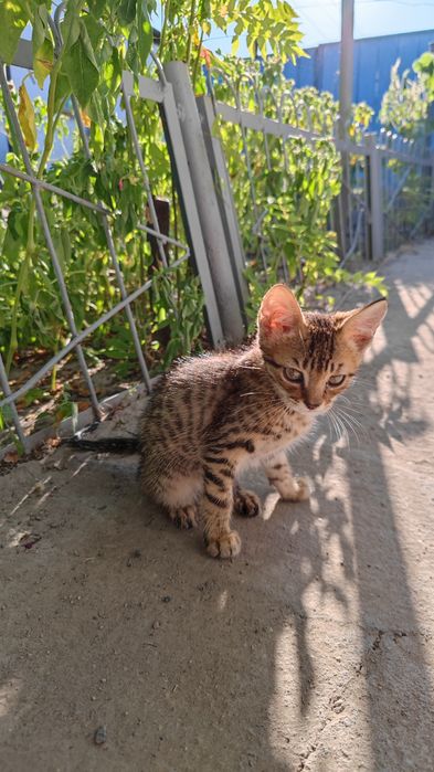 Котенок бесплатно мальчик