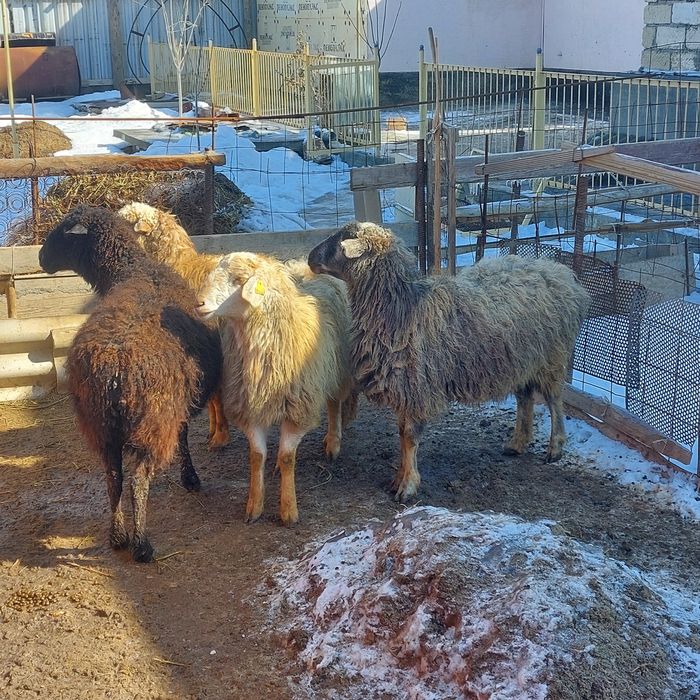 Қой бар семізззз