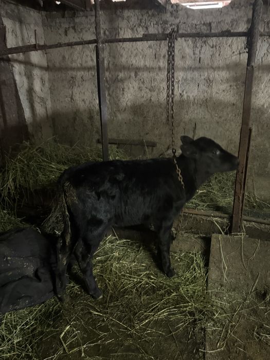 Продам двух телят