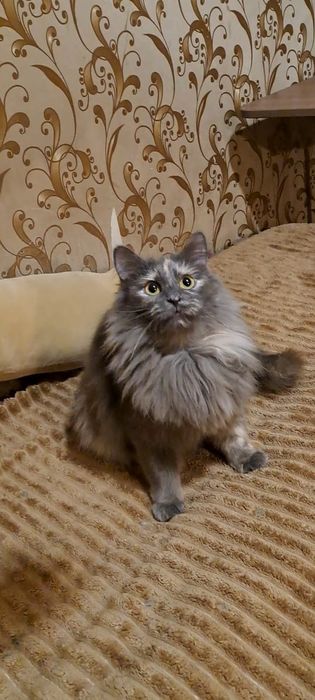 Пропала кошка в районе Саяхата