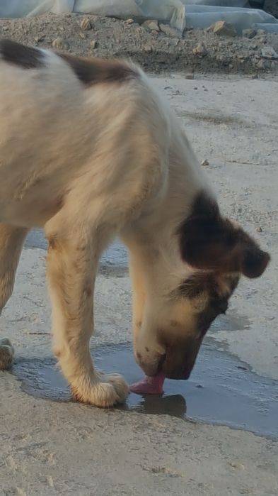 Саки парода ок аралашган ранг сотилади срочно