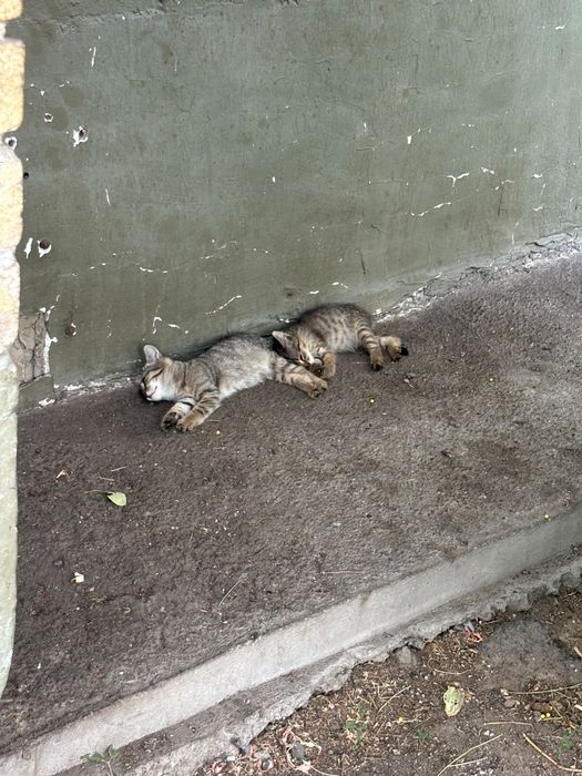 Очень красивые котята