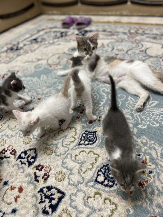 Отдам котят в хорошие руки
