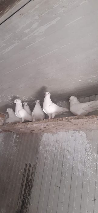 Porumbei jucatori de amara