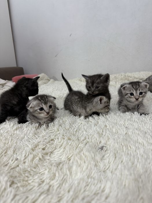 Шотландские вислоухие котята