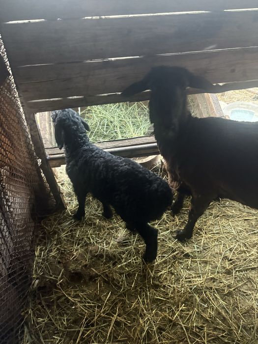 Домашние животные