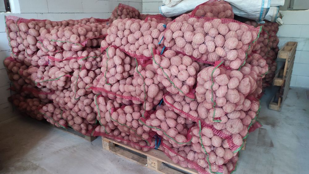 Cartofi consum si samanta Bella Rosa si Vineta