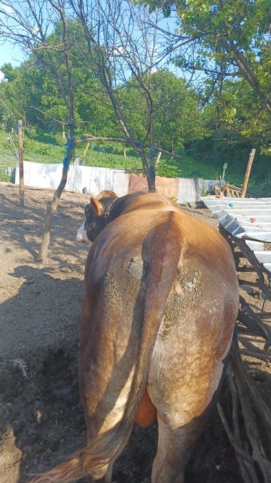 Vnd vițel rasa metis