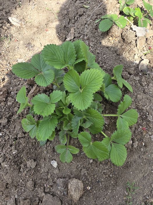 Клубника многоразка