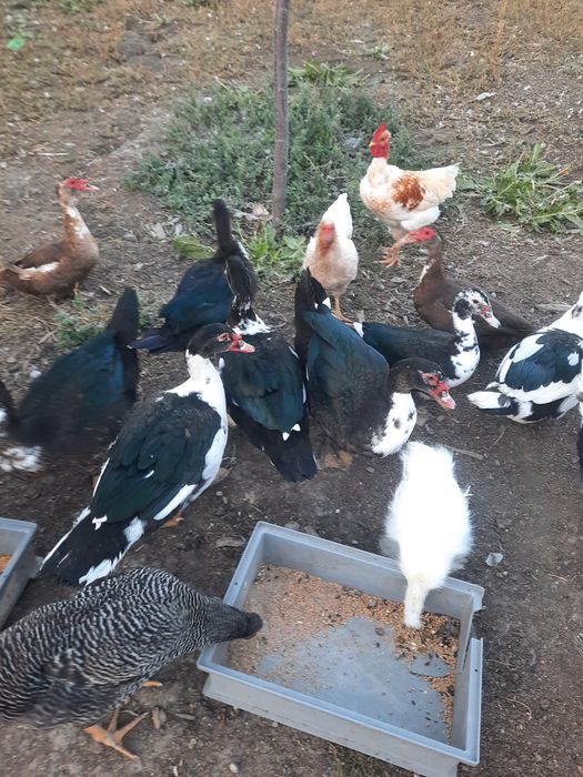 Ofer spre vânzare douăzeci de rate ratele sunt toate de anul acesta