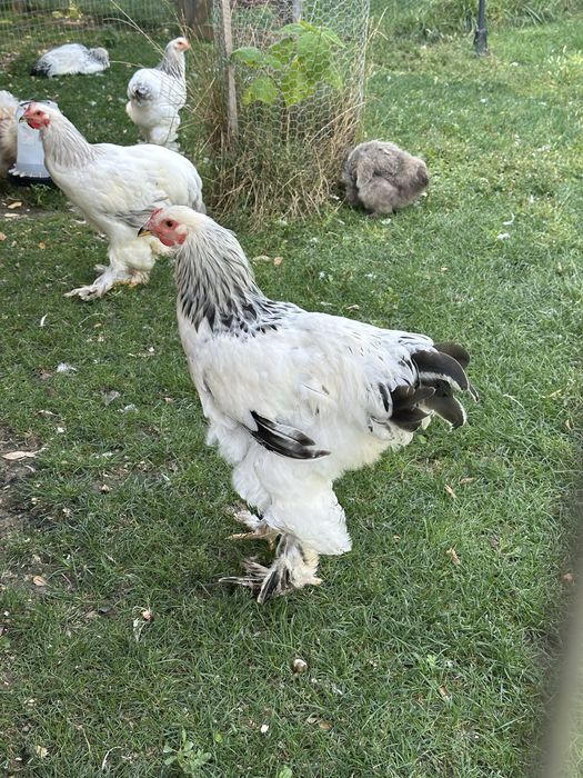 Matase Japoneza cocos 8 luni si Brahma HD si Isabel