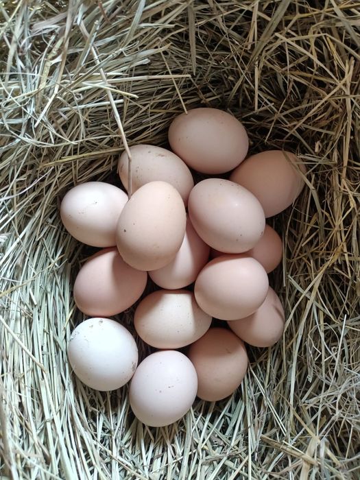 Куриные яйца продается