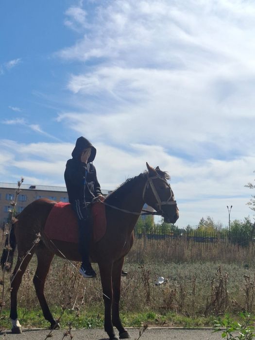 тай сатылады канды