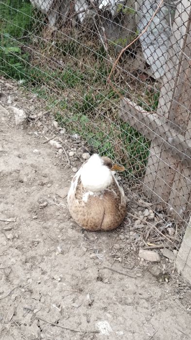 Rață moțată disponibilă