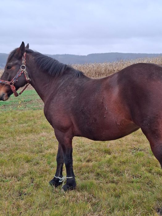 Vand iapă de 8 ani cu acte mai multe mesaje in privat