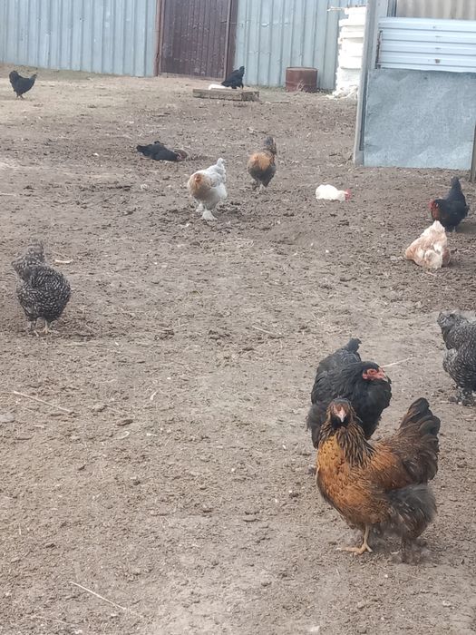 Продам кур полу брама