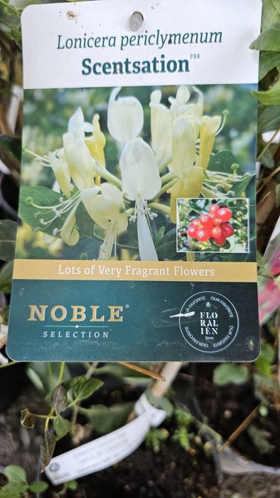 Клематис , саженцы клематиса