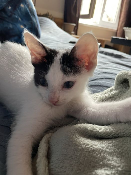 Женско котенце на 2 месеца