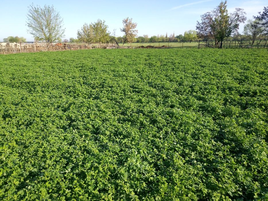 Продаю Семена Люцерны (Меркенский район)