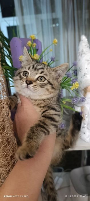 Барсик ищет добрых ручек. 2 месяца. Мальчик. Юнусабад