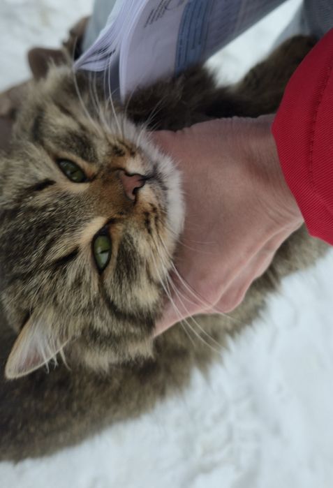 Пристройство кошечки