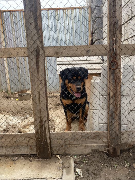 Ротвейлер чистокровный