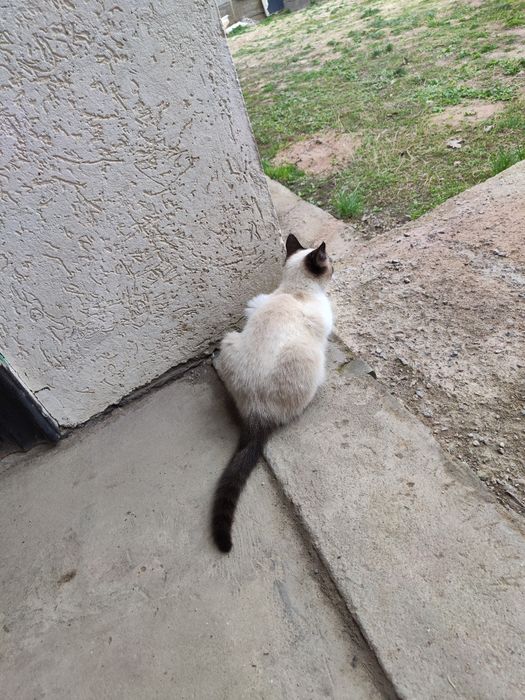 Продается беременная кошка