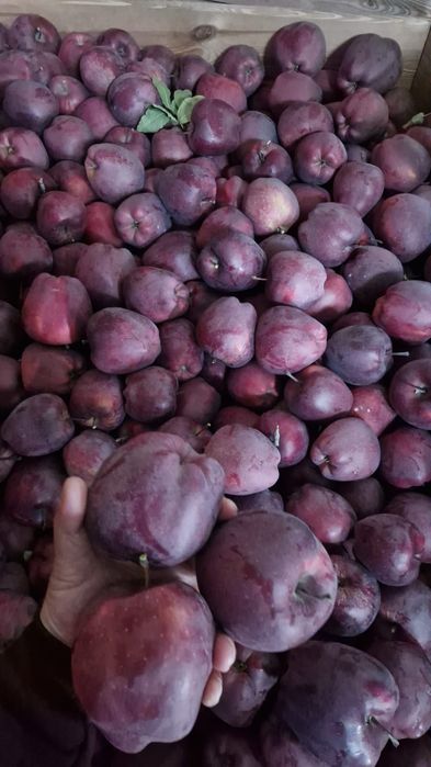 Mere de vânzare. Cantitate mare. Calitate superioară