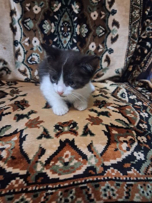 Отдам котёнка в добрые руки