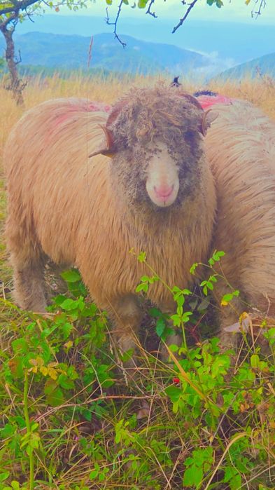 Berbeci băli și Noatini