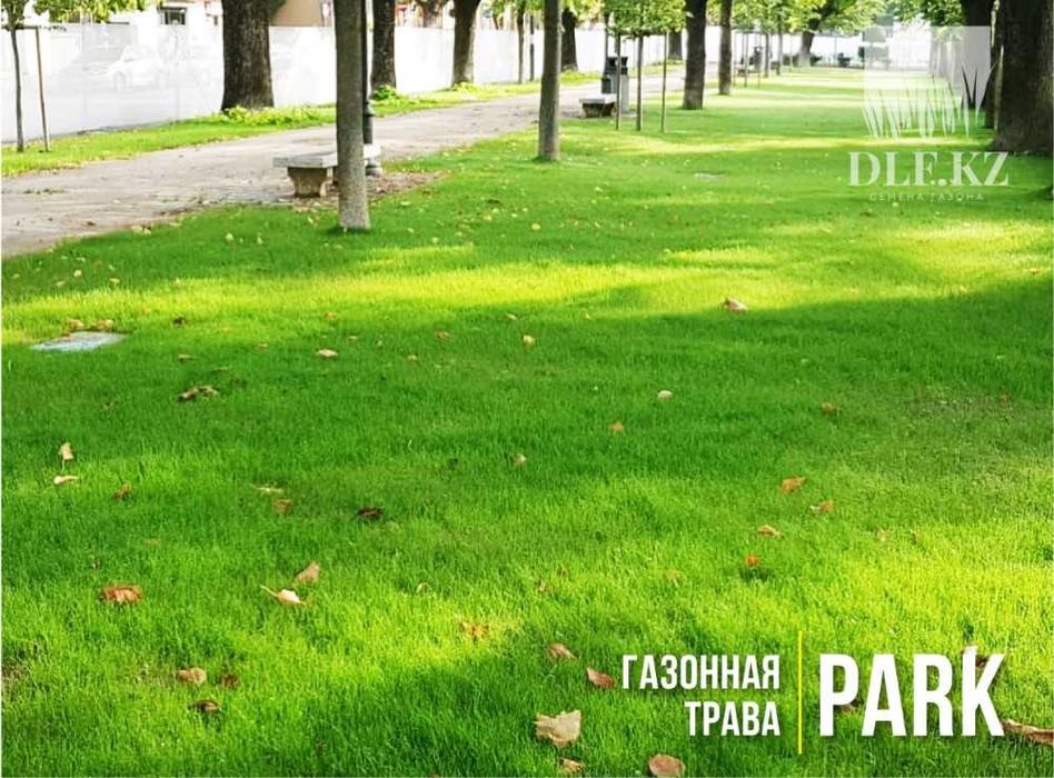 Многолетняя газонная трава