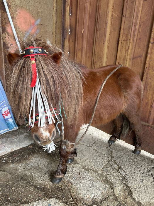 Ponei armăsar de vânzare