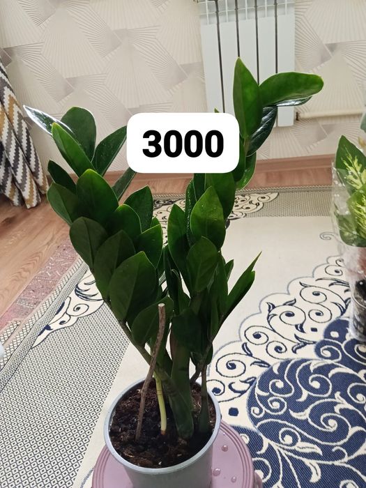 Уй гұлдері арзан