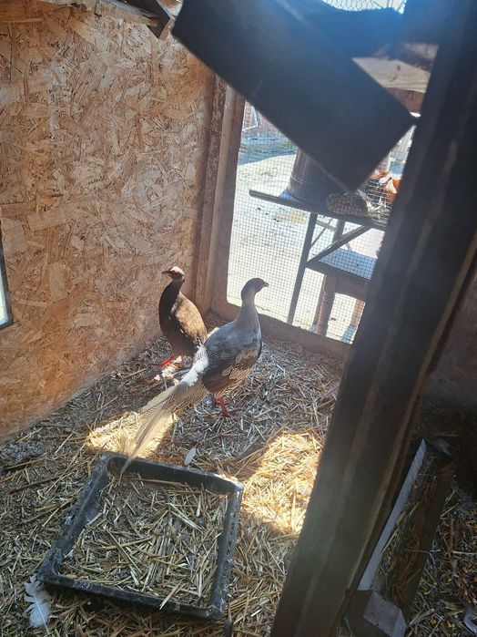 Fazani de vanzare auriu pe galben argintii si pauni